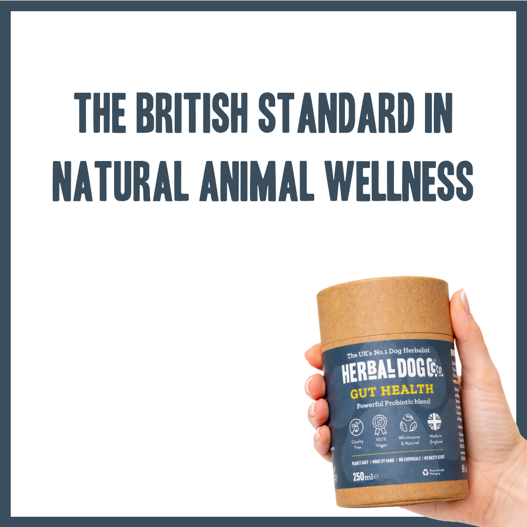 Probiotic Digestive Gut Support