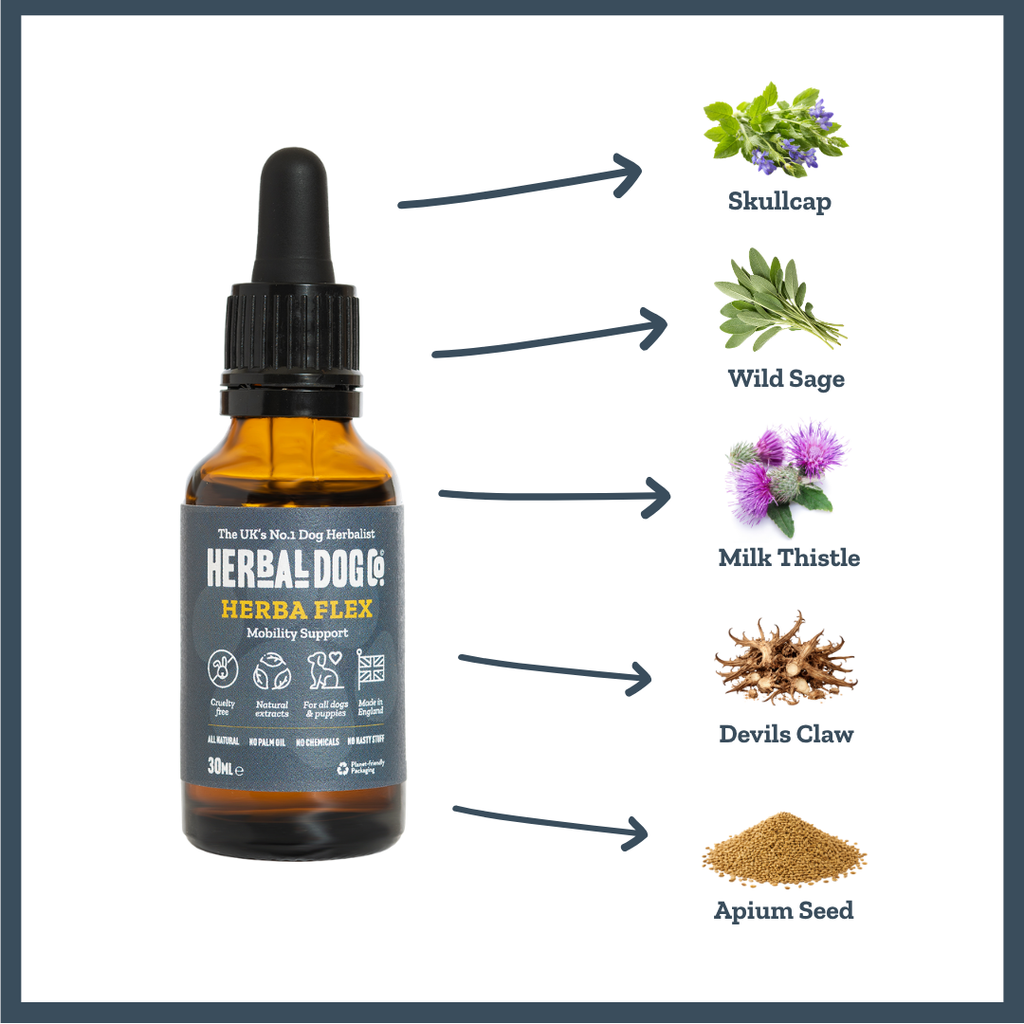 Active Joint Maintenance Liquid for dogs – herbal joint & flexibility liquid supplement | Herbal Dog Co