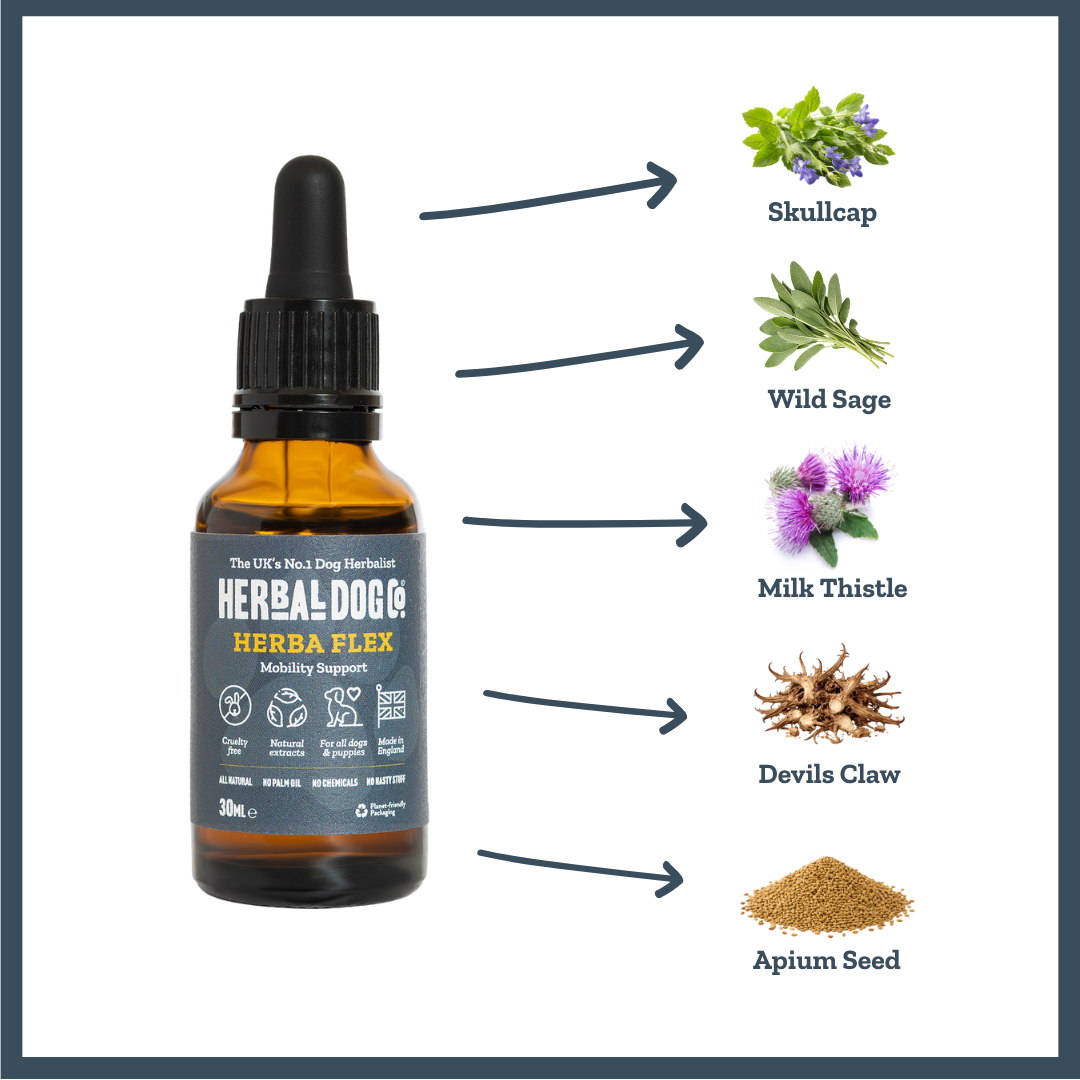 Active Joint Maintenance Liquid for dogs – herbal joint & flexibility liquid supplement | Herbal Dog Co
