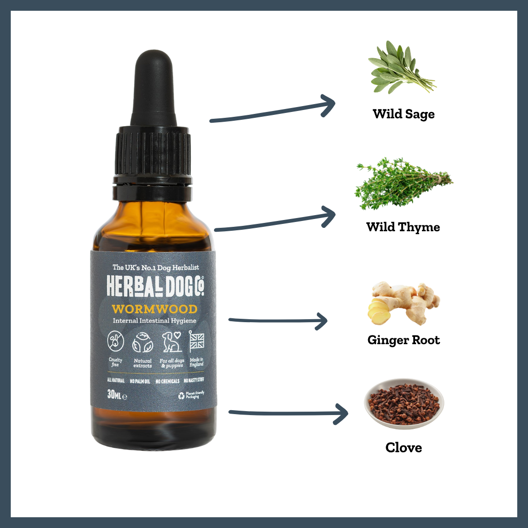 Wormwood Gut Clarity for dogs – natural herbal gut cleanse & dewormer | Herbal Dog Co