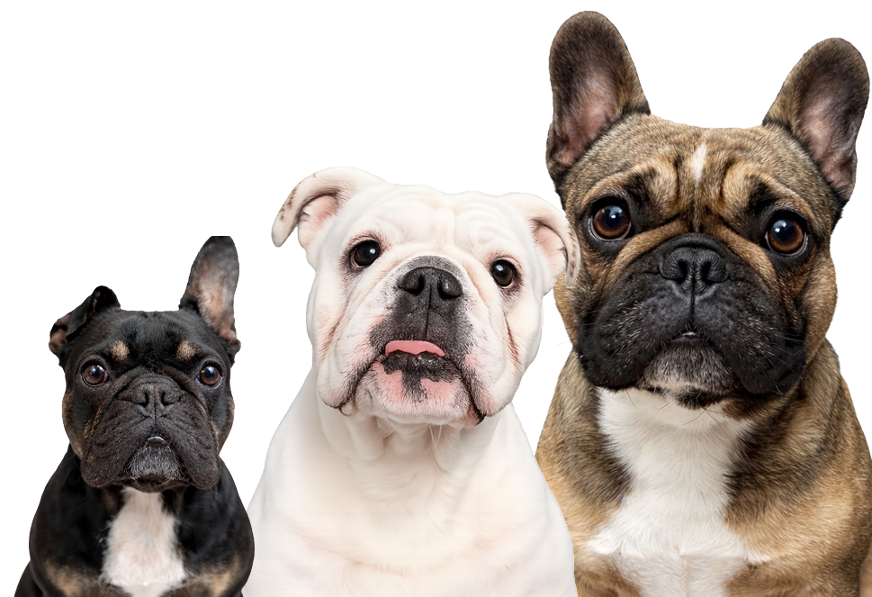 Happy cat and golden retriever dog