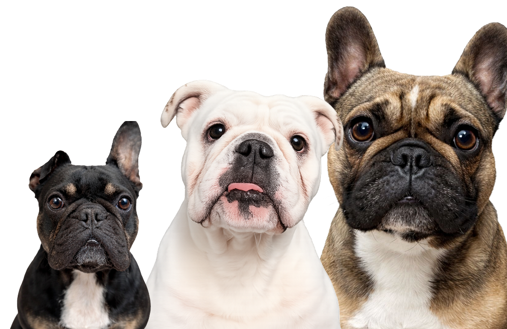 Three dogs