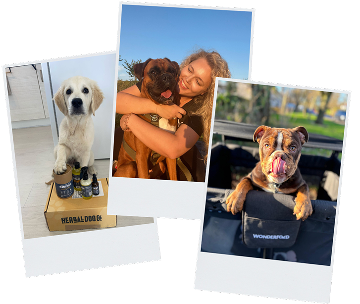 Three polaroid photos of dogs and owner