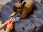 Paw Protection Balm