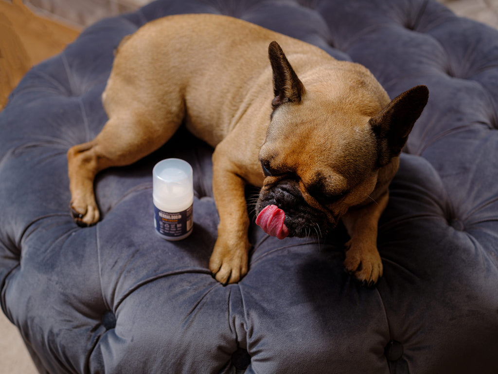 Botanical Paw Comfort Cream