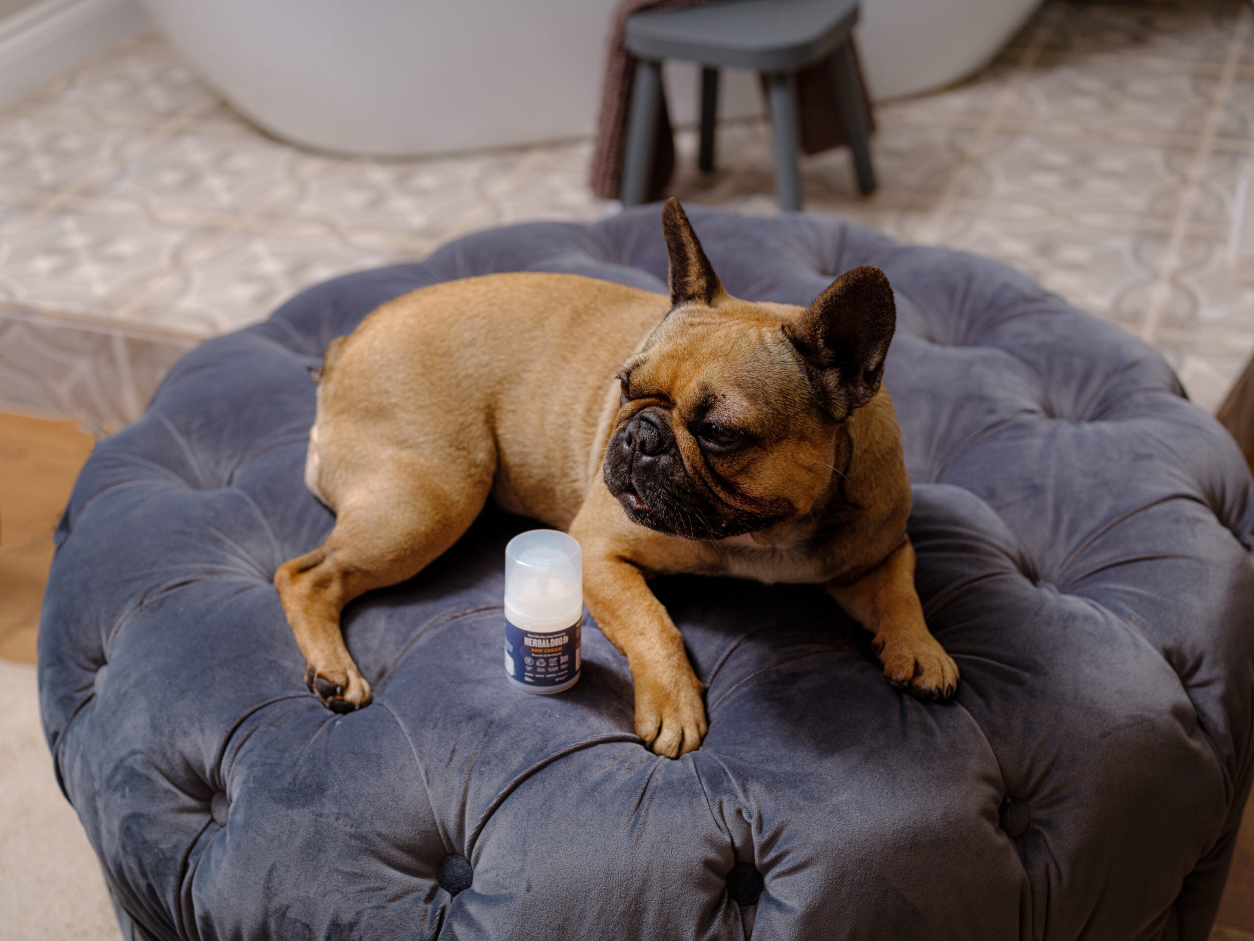 Botanical Paw Comfort Cream