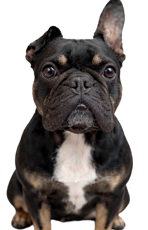 Golden themed illustration