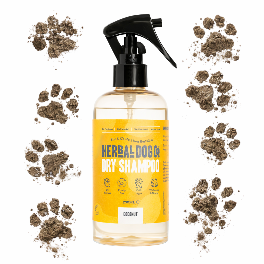 Coconut | Botanical Instant Freshening Dry Shampoo