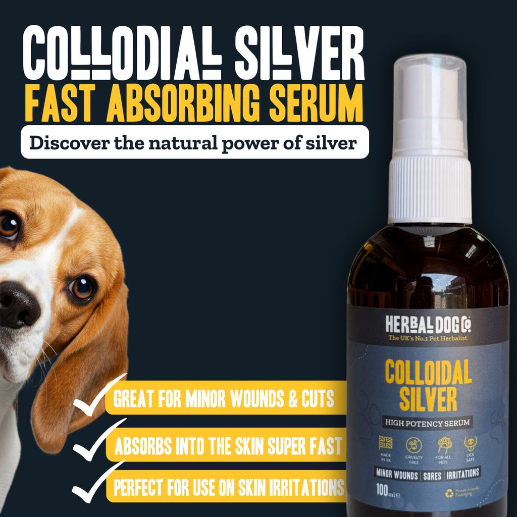 Colloidal Silver Skin Serum for dogs – high-potency natural skin healing serum | Herbal Dog Co
