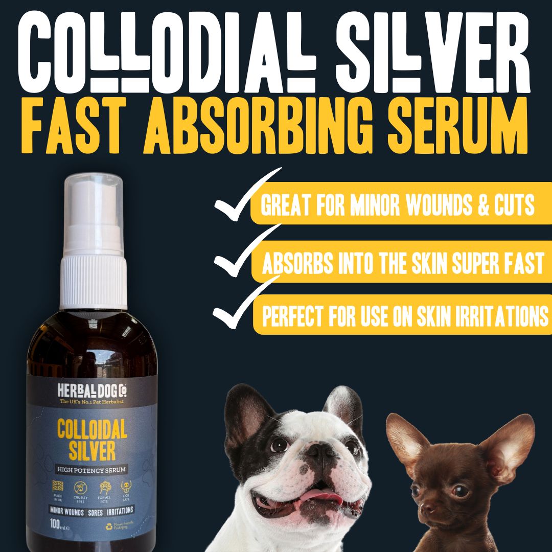 Colloidal Silver Skin Serum for dogs – high-potency natural skin healing serum | Herbal Dog Co