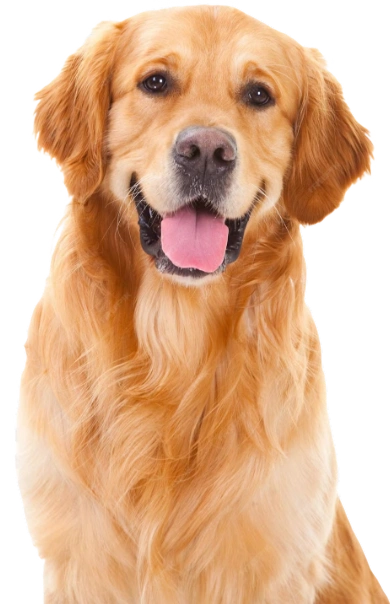 Golden themed illustration