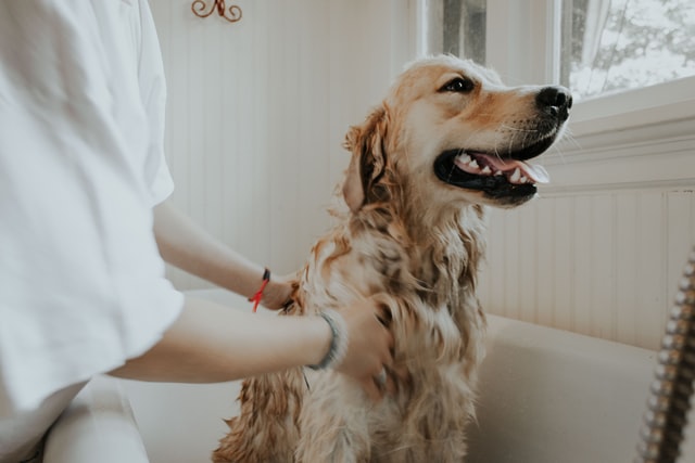 Bath With Dog