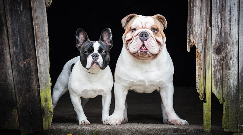 English Bulldog & French Bulldog Standing Next To Each Other