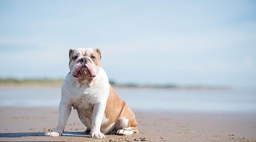English Bulldog On The Beach