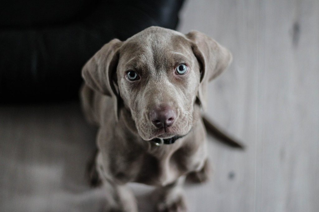 Grey Dog With Blue Eyes