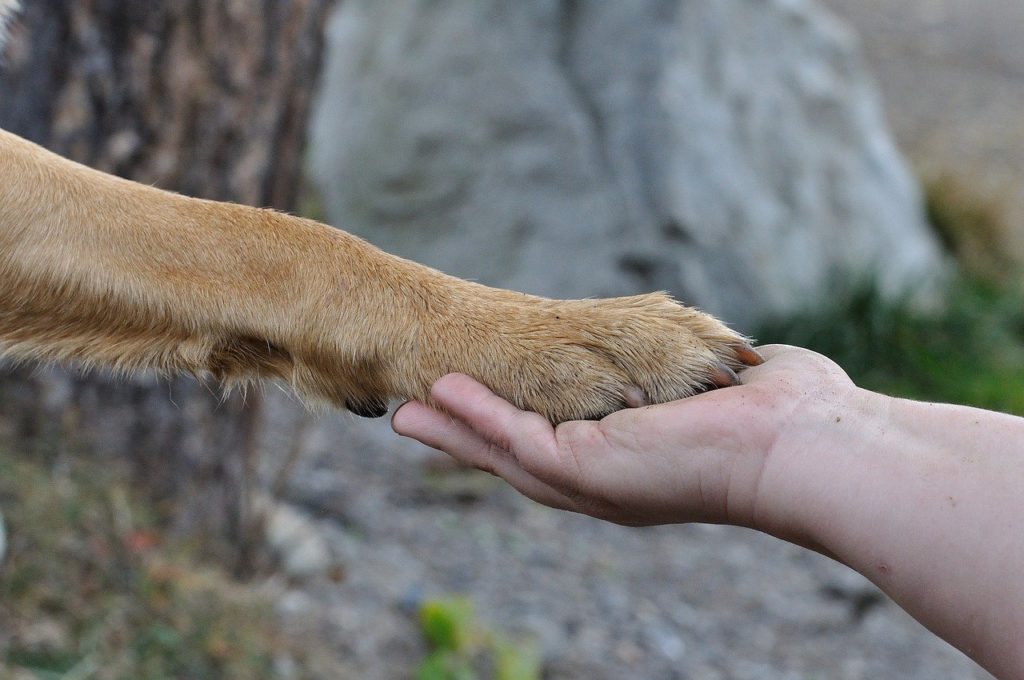 Paw To Hand