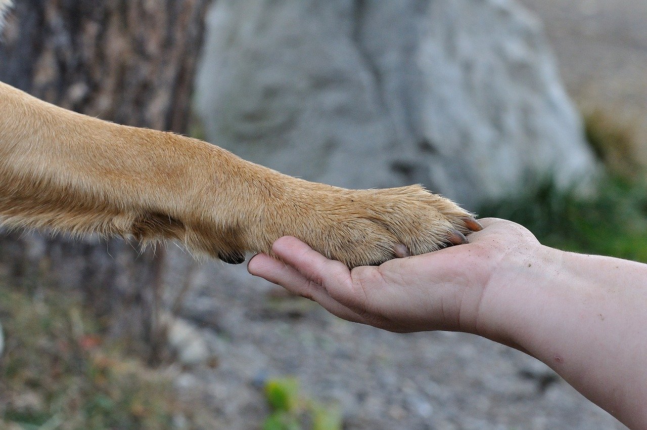 how-to-treat-a-yeast-infection-on-your-dog-s-paws-herbal-dog-co