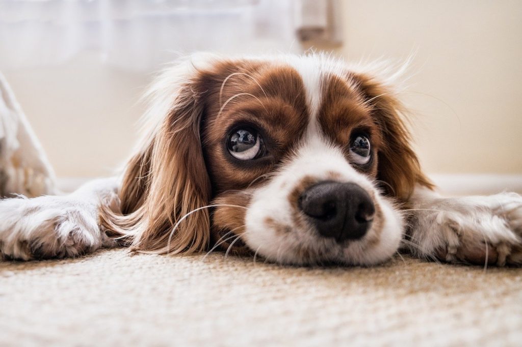 Spaniel Puppy Laying On Floor