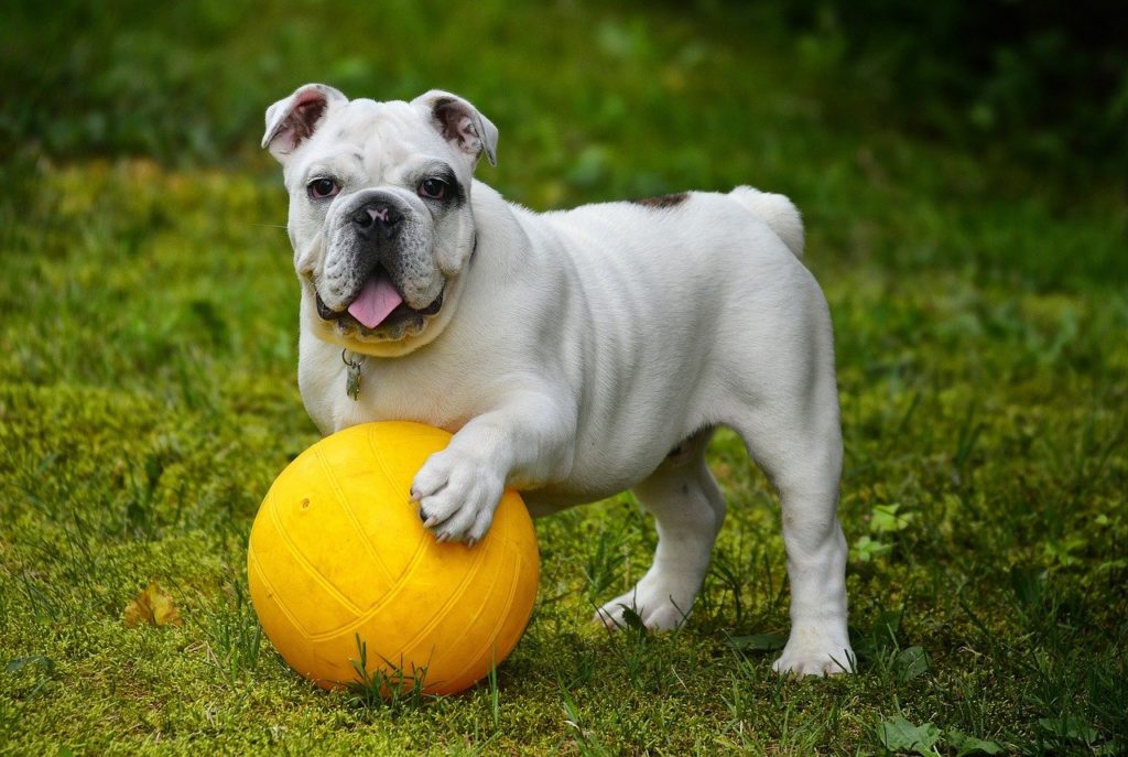 British Bulldog With Yellow Ball On Grass