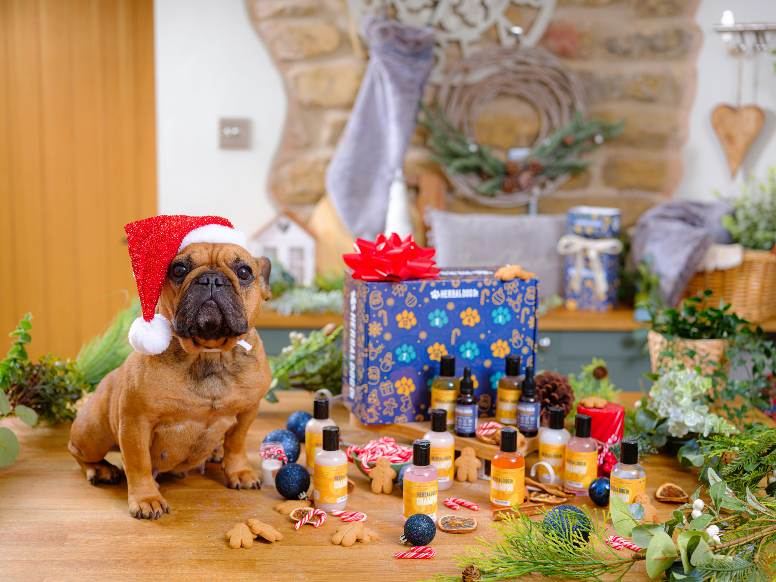Advent Calendars For Dogs? Everyone Is Buying Pet Gifts This Christmas -  Bloomberg