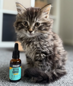 Cat outdoor enclosure